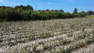 0 Ward Road, Whitakers, NC 27891 — lot, Whitakers, NC, photo 20 of 27: DJI_0516