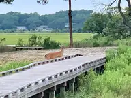 1532 93 Riverside Drive, Sunset Beach, NC 28468 — waterfront lot in Ocean Club Estates, Sunset Beach, NC, photo 21 of 26: Ocean Club Wildlife