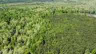 Off Speights Chapel Road, Whitakers, NC 27891 — lot, Whitakers, NC, photo 22 of 57: DJI_0591