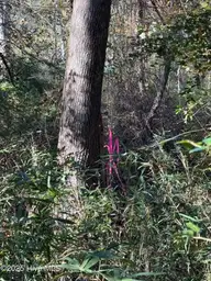 Lot 1 Alton Phillips Road, Kinston, NC 28504 — lot, Kinston, NC, photo 6 of 6: IMG_0812
