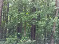0 Sr 1916 & 1917, Aurora, NC 27806 — lot, Aurora, NC, photo 2 of 8: IMG_9758