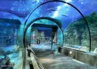 545 12.27AC Crossland (Southern Parcel) Road SE, Bolivia, NC 28422 — lot in Sunset Harbor, Bolivia, NC, photo 15 of 17: Myrtle Beach Aquarium
