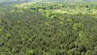 Off Speights Chapel Road, Whitakers, NC 27891 — lot, Whitakers, NC, photo 11 of 57: DJI_0580