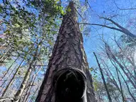 0 Nc 98 Highway, Spring Hope, NC 27882 — lot, Spring Hope, NC, photo 24 of 39: 24. Ground Photo Pine Tree - MLS