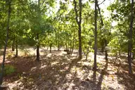 1035 Mill Road, Jackson Springs, NC 27281 — lot, Jackson Springs, NC, photo 3 of 5: Mill Road Jackson Springs