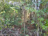 0 Shell Landing Road SW, Supply, NC 28462 — lot, Supply, NC, photo 4 of 5