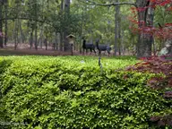 845 Lake Dornoch Drive, Pinehurst, NC 28374 — 4-bedroom home in CCNC, Pinehurst, NC, photo 16 of 61