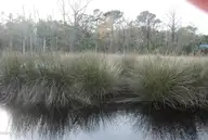 255 Wards Lane, Havelock, NC 28532 — waterfront lot, Havelock, NC, photo 6 of 8: 255 Wards