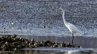 9290 100 Cargill Drive, Calabash, NC 28467 — lot in Devaun Park, Calabash, NC, photo 24 of 43: Birds 5