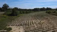 0 Ward Road, Whitakers, NC 27891 — lot, Whitakers, NC, photo 2 of 27: DJI_0497