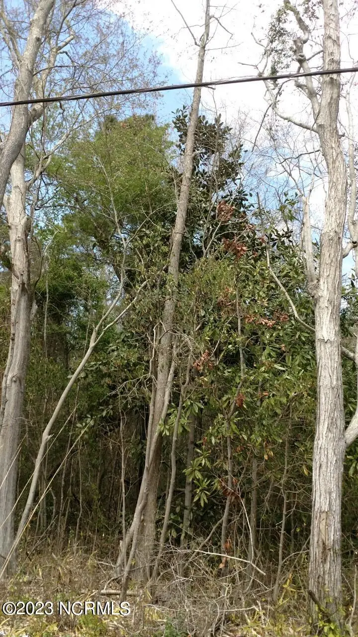 00 Pennsylvania Avenue, Rocky Point, NC 28457 — lot, Rocky Point, NC, photo 1 of 1: sample trees