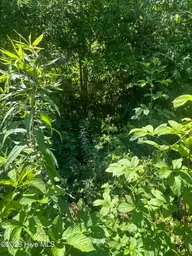 Tbd Nc Hwy 705, Robbins, NC 27325 — lot, Robbins, NC, photo 5 of 8: IMG_3960 2