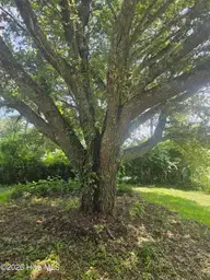 8248 Highway 70, Newport, NC 28570 — 2-bedroom home in Pine Acres, Newport, NC, photo 6 of 30: Mabe Large Mature Oak Tree in front Yard