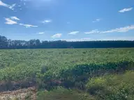 0 Stott Road, Bailey, NC 27807 — lot, Bailey, NC, photo 5 of 12: 0 Stott Rd. Bailey, NC Pic 3