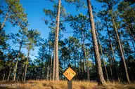145 4 Pixie Moss Lane, Southern Pines, NC 28387 — lot in Horse Country, Southern Pines, NC, photo 1 of 3: Screen Shot 2023-04-01 at 11.43.33 PM
