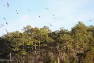145 Heron Drive, Havelock, NC 28532 — waterfront lot in Godfreys Creek Estates, Havelock, NC, photo 17 of 19: Shore Birds