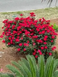 3 Myrtle Court, Ocean Isle Beach, NC 28469 — 4-bedroom home in Island Park, Ocean Isle Beach, NC, photo 8 of 55: Enjoy the roses!