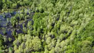 Off Speights Chapel Road, Whitakers, NC 27891 — lot, Whitakers, NC, photo 17 of 57: DJI_0586