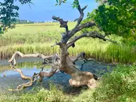 1532 93 Riverside Drive, Sunset Beach, NC 28468 — waterfront lot in Ocean Club Estates, Sunset Beach, NC, photo 23 of 26: OC from Walkway Low tide