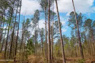 0 Nc-903, Stokes, NC 27884 — lot, Stokes, NC, photo 19 of 28: Stokes Tract 19
