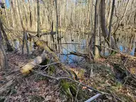 1715 E Old Spring Hope Road, Nashville, NC 27856 — lot, Nashville, NC, photo 12 of 47: SH MLS 11