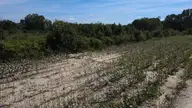 0 Ward Road, Whitakers, NC 27891 — lot, Whitakers, NC, photo 22 of 27: DJI_0518