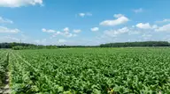 000 Oberry Road, Dudley, NC 28333 — lot, Dudley, NC, photo 6 of 38: 0OberryRd-DudleyNC-5