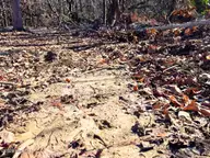 0 Nc 98 Highway, Spring Hope, NC 27882 — lot, Spring Hope, NC, photo 16 of 39: 16. Ground Photo Deer Tracks